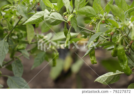 Shishito pepper growing in the field Shishito pepper growing in the field 79227872