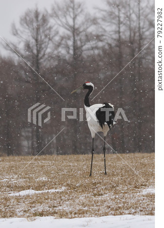 A red-crowned crane standing with dignity while Koyuki dances A red-crowned crane standing with dignity while Koyuki dances 79227982