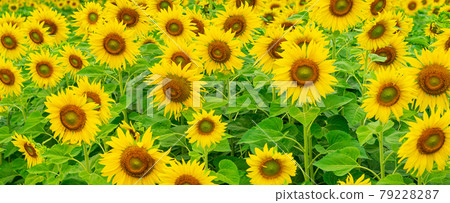 Panorama image of Sunflower field nature scene background. 79228287