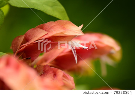 小蝦花 小蝦花 79228594