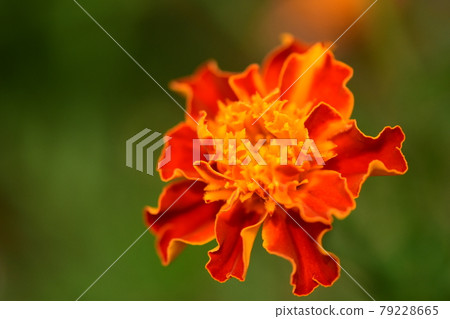 萬壽菊 79228665