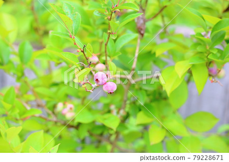 Blueberry fruit Blueberry fruit 79228671