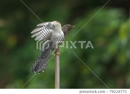 喜馬拉雅杜鵑像木棍上的雜技一樣扑騰 79228771