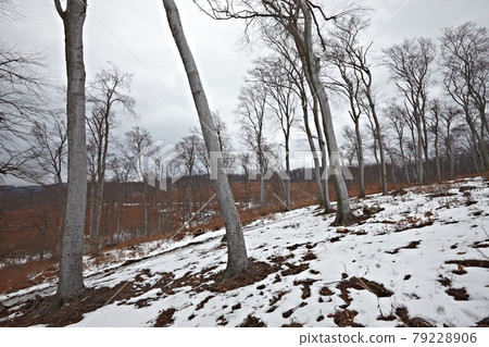 Forest Forest 79228906