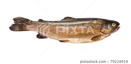 Fish 79228919