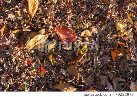 Autumn leaves of various shapes and colors 79228976