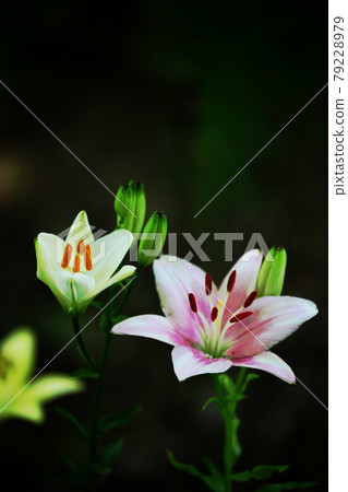 百合花 百合花 79228979