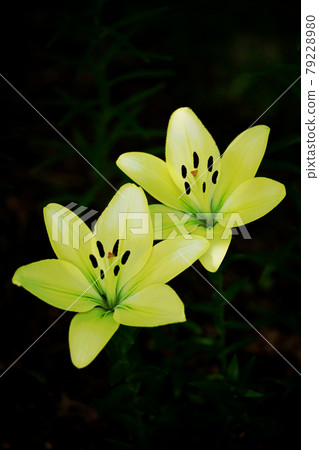 百合花 百合花 79228980