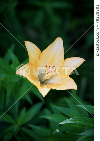 百合花 79228981