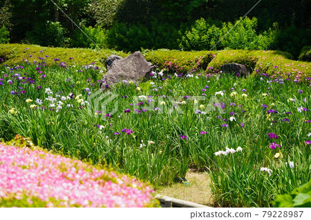 The iris of the South paradise 79228987