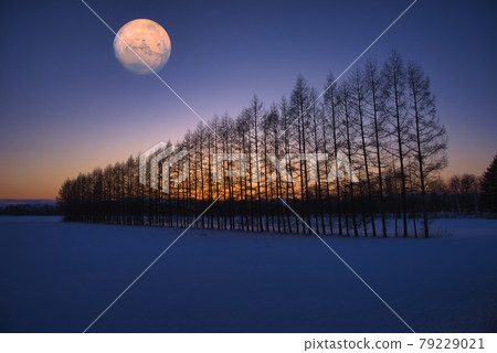 Snow-proof forest and planetary synthesis in the suburbs of Obihiro 79229021