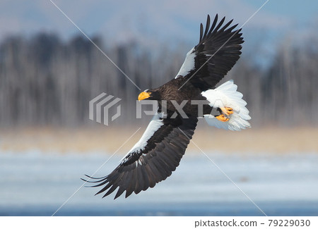 Steller's sea eagle flying to Furenko in the middle of winter 79229030