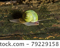 Leptopoma perlucidum green mountain snail 79229158