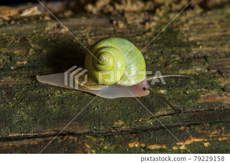 Leptopoma perlucidum green mountain snail 79229158