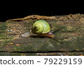 Leptopoma perlucidum green mountain snail 79229159