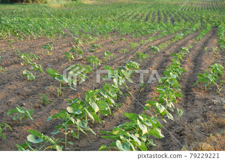 Agriculture Agriculture 79229221
