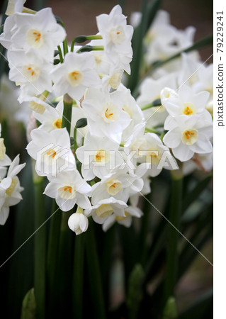 水仙花花 79229241