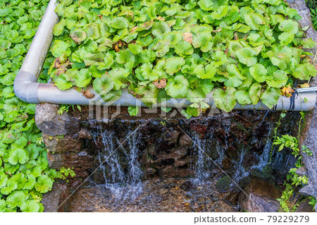 (Shizuoka Prefecture) Wasabi fields in Ikadaba (Shizuoka Prefecture) Wasabi fields in Ikadaba 79229279