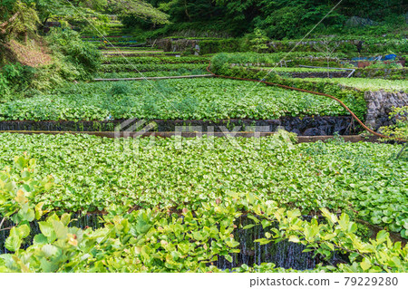 (Shizuoka Prefecture) Wasabi fields in Ikadaba 79229280