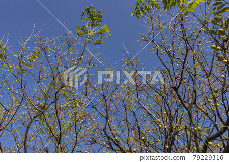 Fruit of rainbow trout Fruit of rainbow trout 79229316