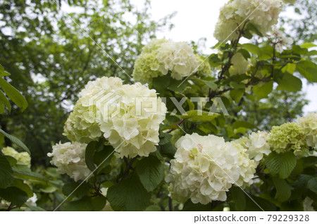 大出馬裡的花朵正在盛開。學名Viburnum plicatum var. 大出馬裡的花朵正在盛開。學名Viburnum plicatum var. 79229328