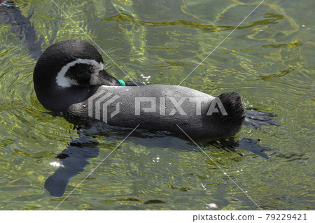 Flexible penguins Flexible penguins 79229421