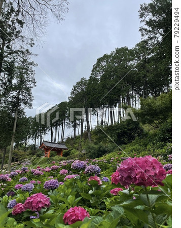 繡球花中的牌坊 79229494