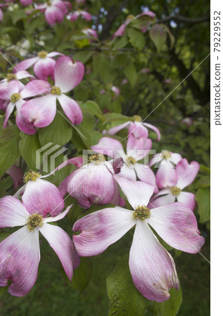 粉紅色的山茱萸花盛開。學名是Cornus florida。 79229552