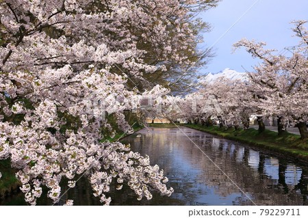 Hirosaki Park Mt. Iwaki and Sakura 79229711