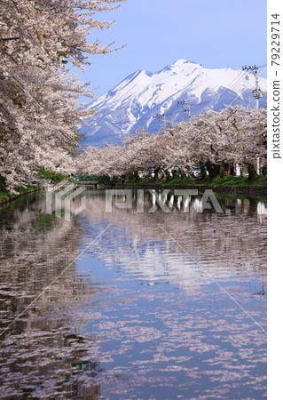 Hirosaki Park Mt. Iwaki and Sakura 79229714