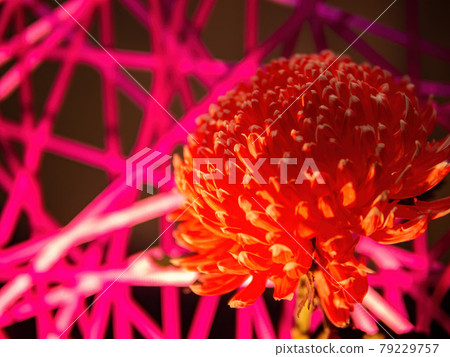 Close up shot of red Chrysanthemums blossom Close up shot of red Chrysanthemums blossom 79229757