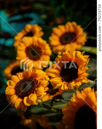 Close up shot of sunflower blossom Close up shot of sunflower blossom 79229758