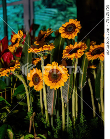 Close up shot of sunflower blossom Close up shot of sunflower blossom 79229759