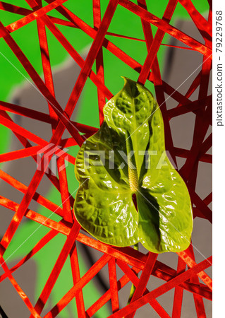 Close up shot of Flamingo Flower Close up shot of Flamingo Flower 79229768