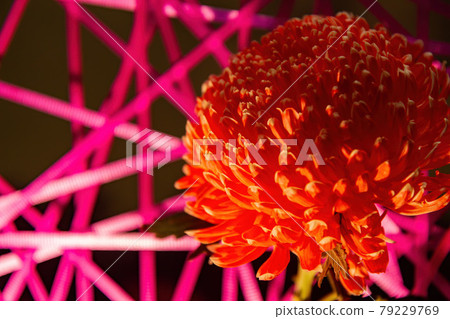 Close up shot of red Chrysanthemums blossom Close up shot of red Chrysanthemums blossom 79229769