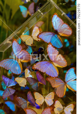 Close up shot of butterfly art 79229770