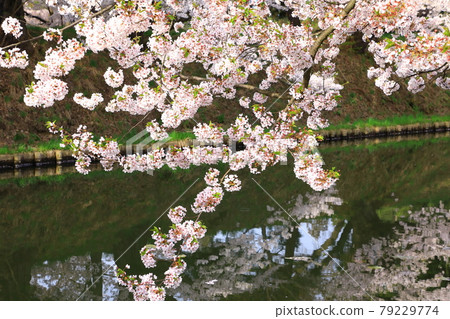 弘前公園外堀櫻花盛開 弘前公園外堀櫻花盛開 79229774