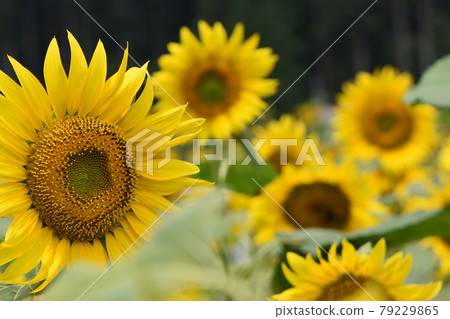 向藍天綻放的可愛向日葵 向藍天綻放的可愛向日葵 79229865