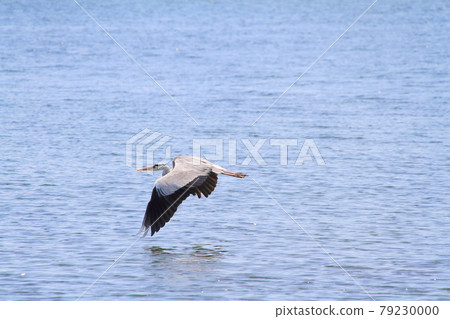 Gray heron flying near the surface of the water Gray heron flying near the surface of the water 79230000