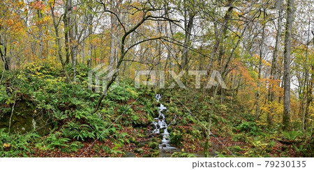 A panoramic view of a waterfall surrounded by autumn leaves seen in the Oirase Gorge in late autumn @ Aomori 79230135