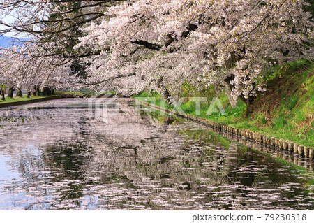 Hirosaki Park Flower Raft 79230318