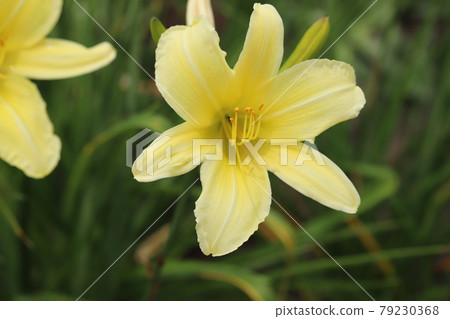 初夏公園裡盛開的萱草黃花 79230368