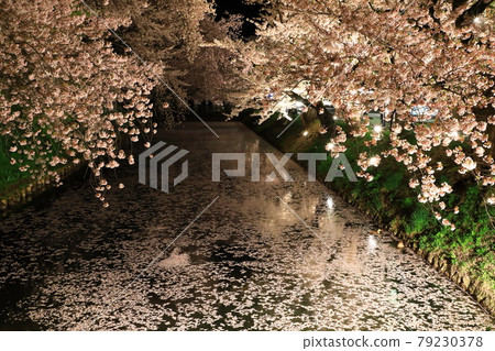 Hirosaki Park Sakura Festival Illuminated 79230378