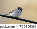 Passer montanus sparrow 79230599