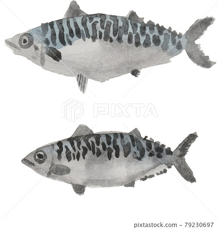 鯖魚水彩手寫插圖 79230697