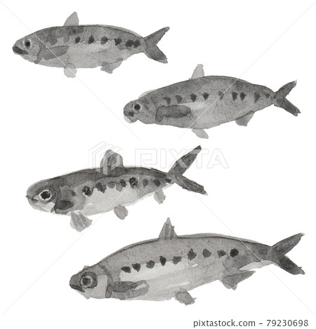 Watercolor handwritten illustration of sardines Watercolor handwritten illustration of sardines 79230698