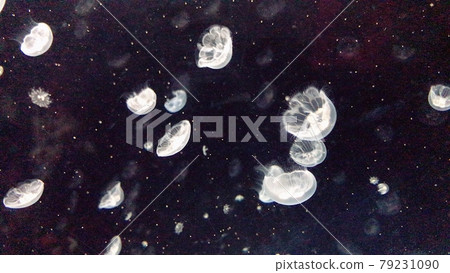 海蜇 海蜇 79231090