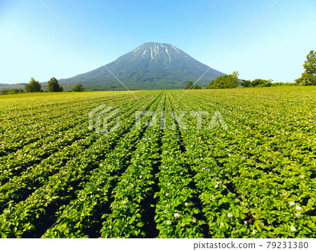 Aerial view of the potato field where flowers have begun to bloom in Kyogoku-cho, Hokkaido in early summer and Mt. Yotei (Ezo Fuji) with the remaining snow 79231380