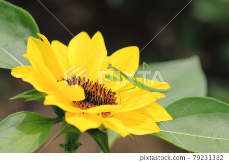 Sun flower and mantis Sun flower and mantis 79231382