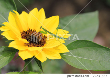 Sun flower and mantis Sun flower and mantis 79231383